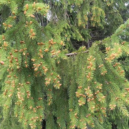Pensiunea Gentiana Ватра-Дорней Экстерьер фото