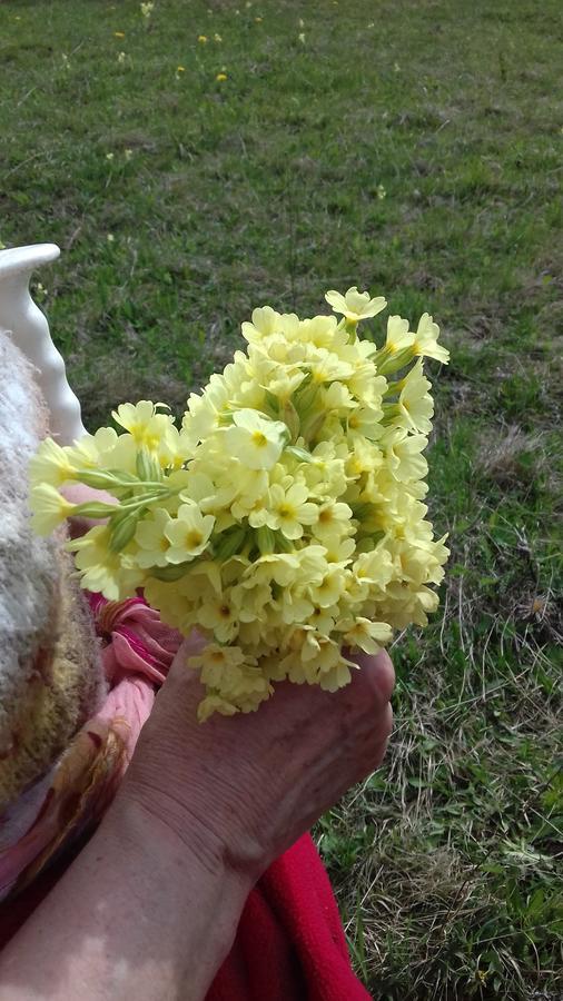 Pensiunea Gentiana Ватра-Дорней Экстерьер фото